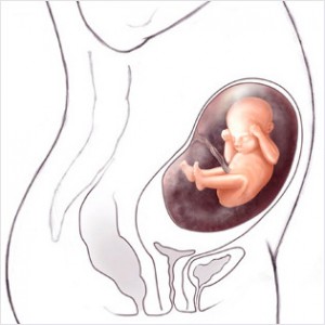 22cc 300x300 Hamileliğin (Gebeliğin) 13. Haftası