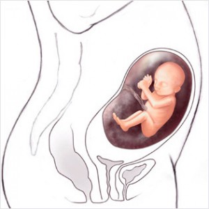 23cc 300x300 Hamileliğin (Gebeliğin) 18. Haftası