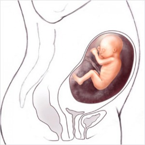 24cc 300x300 Hamileliğin (Gebeliğin) 19. Haftası