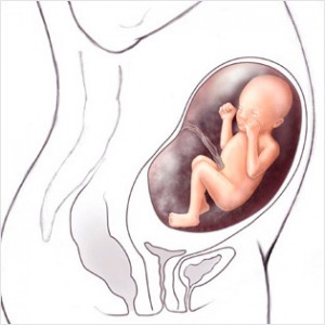 26cc 300x300 Hamileliğin (Gebeliğin) 21. Haftası