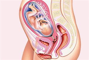 31 Bebeğin Cinsiyeti Ne Zaman Belli Olur