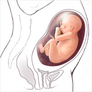 31cc 300x300 Bebeğin Cinsiyeti Ne Zaman Belli Olur