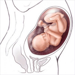 32cc 300x300 Akrep Burcu Anneleri ve Bebekleri