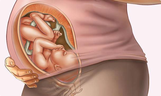37 haftalik gebelik bebek gelisimi1