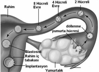 Vajen nedir – Zigot nedir – Subfertil nedir