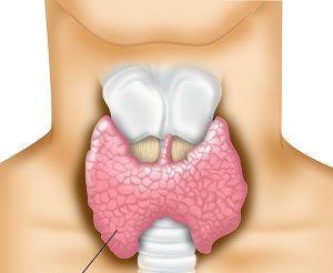 Gebelik ve tiroid bezi hastalıkları hipotiroidi – hipertiroidi