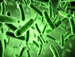 Bağırsaklardaki Yararlı ve Zararlı Bakteriler